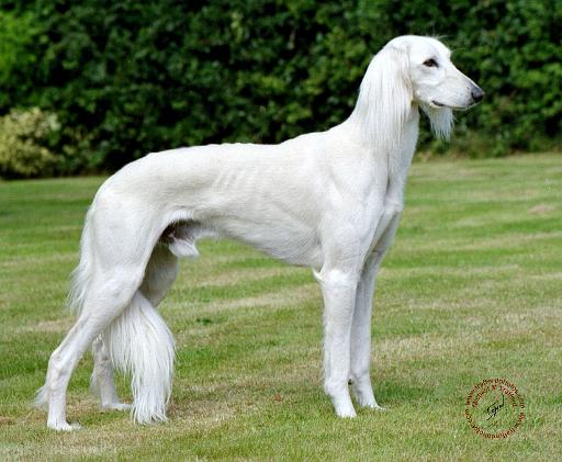 Saluki 8B046-05.jpg